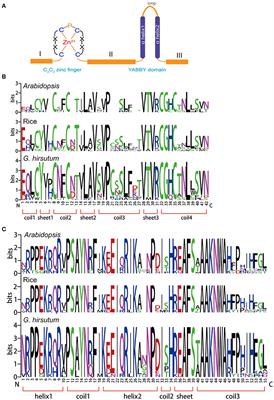 Genome-Wide Study of YABBY Genes in Upland Cotton and Their Expression Patterns under Different Stresses